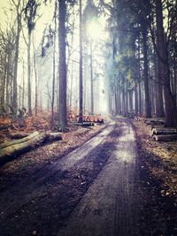 Road passing through forest