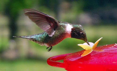 Side view of hummingbird drinking from bird feeder