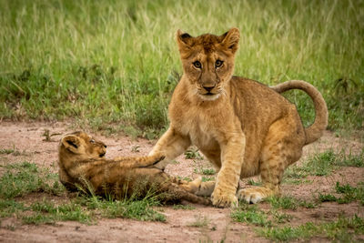 Lioness with cub playing at field