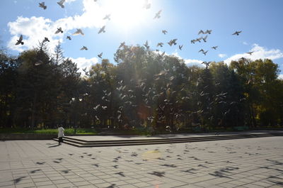 View of birds on sunny day
