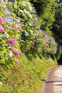 Purple flowering plants in park