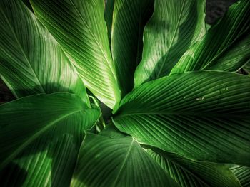 Full frame shot of green leaves