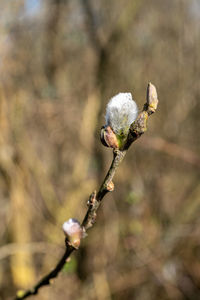 Close-up of flowering plant