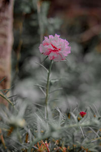Close-up of pink flowering plant