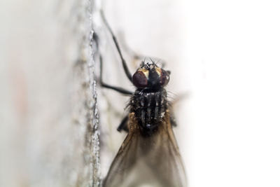 Close-up of spider