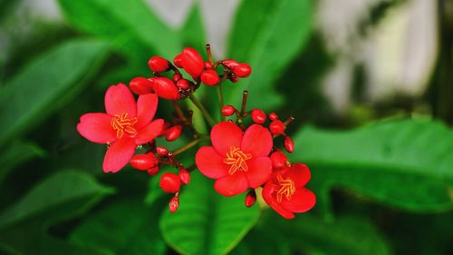 Close-up of red flowers