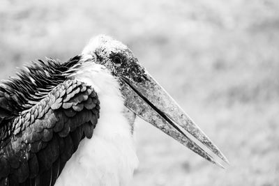Close-up of marabou stork on field