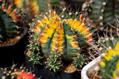 Close-up of succulent plant