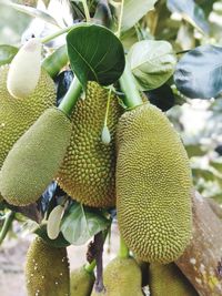 Close-up of fruits growing on tree