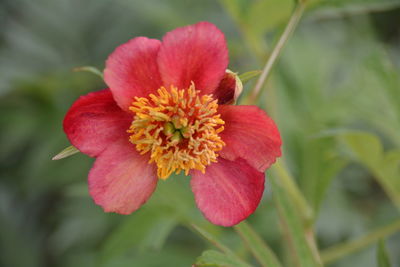 Close-up of red flower