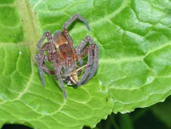 Close-up of spider on leaf