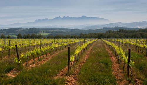 Scenic view of vineyard against sky