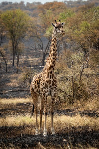 Masai giraffe eyeing camera from burnt grassland