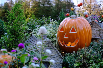 View of pumpkins against plants during halloween