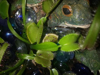 Close-up of turtle on plant