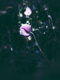 Close-up of purple flowering plant