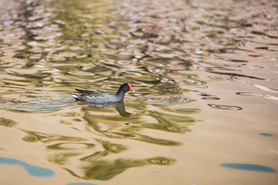 High angle view of duck swimming in lake