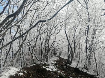 Bare trees on snow covered land