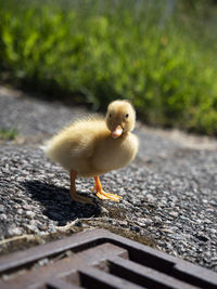 Close-up of a bird