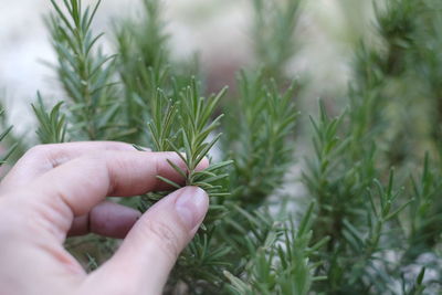 Close-up of hand holding plant