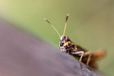 Close-up of locust on wood