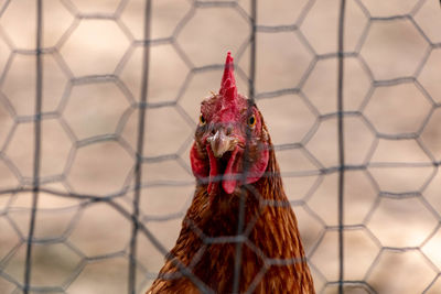 Close-up of rooster