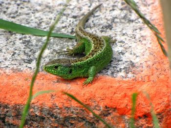 Close-up of lizard