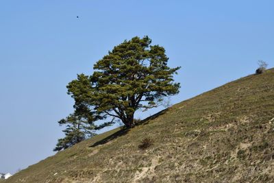 Low angle view of tree against clear blue sky