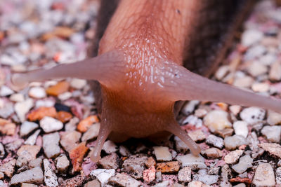 Close-up of snail on land