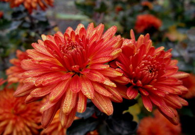 Close-up of red flowers blooming outdoors