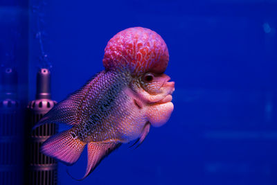 Close-up of fish swimming in sea