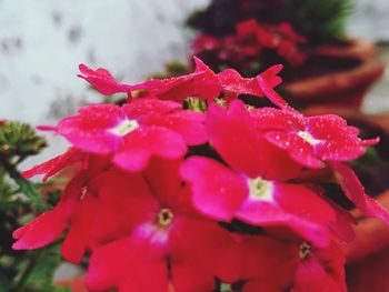 Close-up of wet pink flowering plants