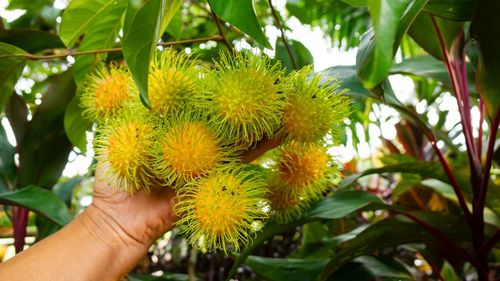 Midsection of person holding fruit