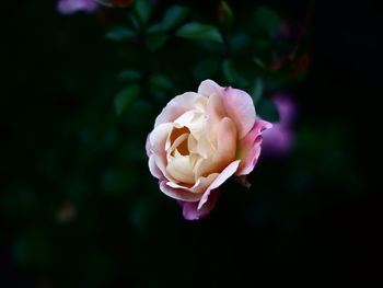 Close-up of pink rose