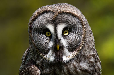 Close-up portrait of great gray owl