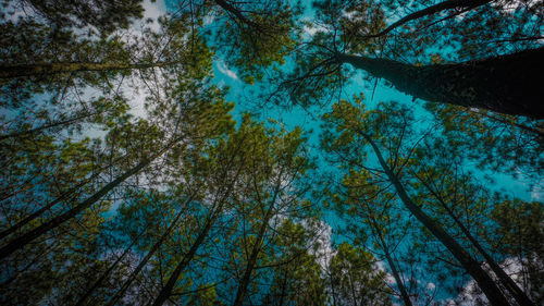 Low angle view of trees against sky