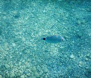 High angle view of fish swimming in sea