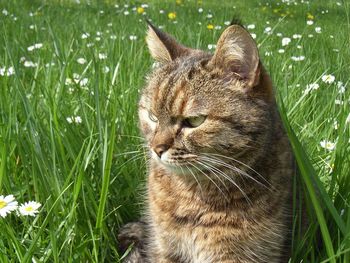 Close-up of cat looking away