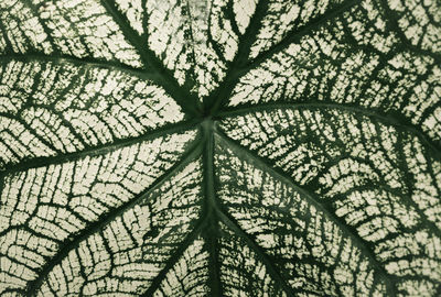 Full frame shot of plants