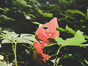 Close-up of red leaves on plant