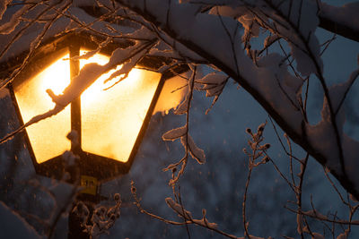 Low angle view of illuminated lighting equipment on tree