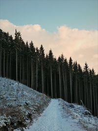 Scenic view of forest against sky during winter