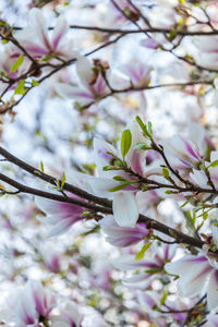 Close-up of apple blossoms in spring