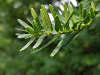 Branch of a yew-tree