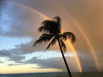 Close-up of palm tree against rainbow in sky