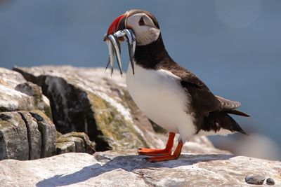 Close-up of puffins with fishes perching on rock