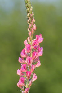 Close up of a common sainfoin  flower in bloom