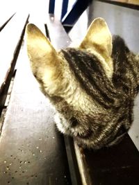 High angle view of cat sitting on table