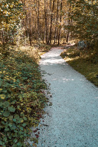 Autumn leaves on road in forest