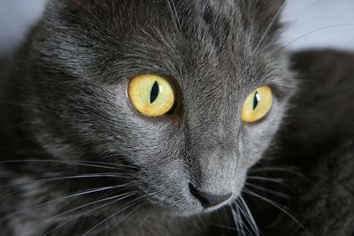 Close-up portrait of a cat